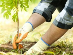 Дорноговь аймагт 120 гаруй мод тарьжээ
