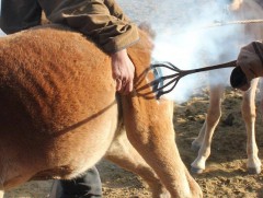 Унага тамгалах нь малаа тэмдэглэхээс гадна ураг удмаа баталгаажуулах чухал ёс болдог