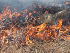 Баянхонгор аймагт үнс нурам ил задгай асгаснаас үүдсэн гал түймрийн дуудлага зонхилж байна