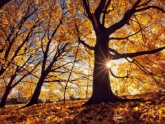 Өнгөрөгч есдүгээр сар 1940 оноос хойш тохиолдсон 10 дахь дулаан сар боллоо