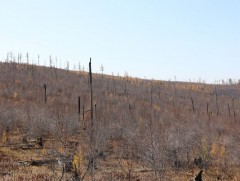Батсүмбэр сумын түймэрт өртсөн 3000 га талбайг ойжуулж, нөхөн сэргээнэ