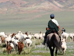 ТӨВ: Алтанбулаг сум малынхаа үүлдэр угсааг сайжруулахад анхаарна
