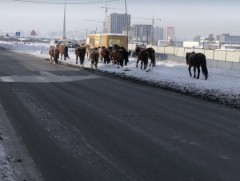 Мал аж ахуй эрхлэхийг хориглосон бүсээс малаа гаргаагүй иргэн, ААН-ийг торгоно