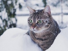 Өвөл ба муур