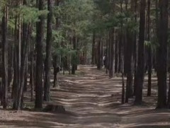 Монгол оронд 146 зүйлийн мод, бут, сөөг ургадаг