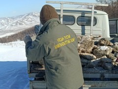 Байгаль хамгаалагчид янгир, бор гөрөөс бугад  хужир тавьж өгчээ