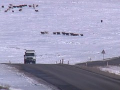 Цас орсон өдрүүдэд улсын хэмжээнд 1300 гаруй осол гарчээ