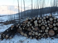 Улсын хэмжээнд хууль бусаар мод бэлтгэх гэмт хэрэг өмнөх оныхоос 9 хувиар буурчээ