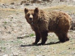 Мазаалай баавгайг хамгаалах шинэ санаануудыг сурагчид танилцууллаа