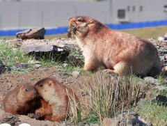 Сонгинохайрхан уулын 51 тарвага 188 болж өсжээ