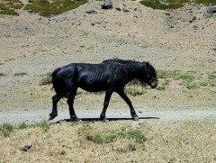 Монгол адууны тухай бас нэгэн гайхалтай түүх