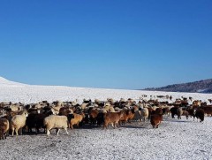 12 аймгийн 35 сумын 414 өрх отрын бүсэд өвөлжиж байна