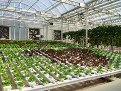 Манай улс хүлэмжийн ногооны хэрэглээний 95 хувийг гаднаас худалдан авч байна