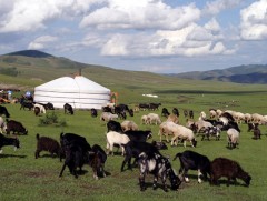 Экологийн дүрвэгсэд...