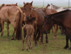 “Дэлхийн адууны өдөр”-ийг долоодугаар сарын 11-13-нд тэмдэглэнэ