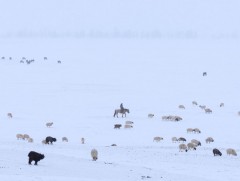 Нийт нутгийн 16 хувьд зудын хүндрэлгүй байх төлөвтэй байна
