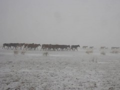 Энэ сарын 15-наас нийт нутгаар хүйтний эрч эрс чангарна