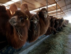 Өмнөговь аймгийн хэмжээнд 154 мянга гаруй толгой тэмээ өвөлжиж байна 