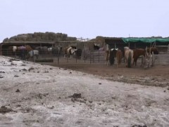 Малчид хүндхэн өвлийг даван туулахад махаа эдийн засгийн эргэлтэд оруулсан ч эрсдэл их байна