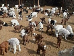 Сүхбаатар аймгийн хэмжээнд энэ хавар нэг сая орчим төл хүлээн авна