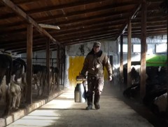 Монгол Улс сүүний хэрэгцээнийхээ 60 гаруй хувийг дотоодоосоо хангаж байна