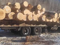 Сэлэнгэ аймгийн нутаг дэвсгэрт мод бэлтгэлийн үйл ажиллагаа явуулдаг 44 ААН-үүдэд хяналт шалгалт я..