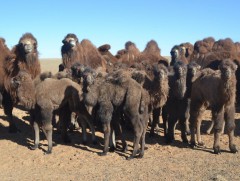 Дундговь аймгийн Өлзийт сум хоёр түм тэмээтэй болох зорилготой 