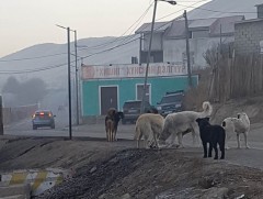 Нохойд хазуулахаас сэргийлье