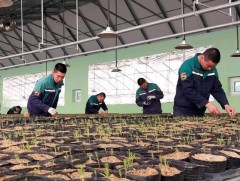 Өвлийн хүлэмжид заг модны үрсэлгээг амжилттай тарьж ургуулав