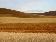 Энэ жил 370 орчим мянган га талбайд үр тариа, 18 мянган га талбайд хүнсний ногоо тариалахаар төлөв..