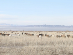 Буянт сумын Нарийн гол багийн малчин Т.Алдартуул малаа дөрвөн төрөлд өсгөдөг
