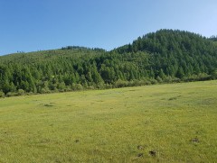 Ой уур амьсгалын өөрчлөлтийн сөрөг үр нөлөөг сааруулахад чухал үүрэг гүйцэтгэдэг