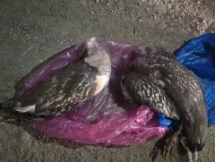 Ховор амьтан агнасан гэмт хэргийг илрүүллээ