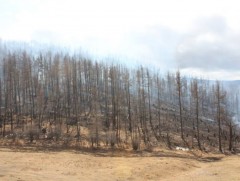Нийслэлийн 2 дүүрэг, 8 аймгийн 21 суманд 25 удаагийн ой, хээрийн гал түймэр бүртгэгдээд байна