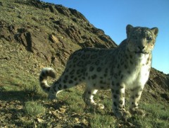 Эх дэлхийгээ хайрлах нэг алхам нь зэрлэг амьтдын амьдрах орчныг хумихгүй байх юм