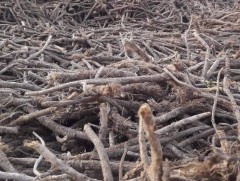 Нэн ховор болон устаж буй ургамлыг зөвшөөрөлгүй түүж бэлтгэх тохиолдол гарсаар байна 