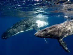 Халимны гайхалтай стратеги