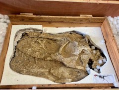  Үлэг гүрвэлийн олдворуудыг эх оронд нь эргүүлэн авчрах ажлын хэсэг Парис хотноо ажиллажээ