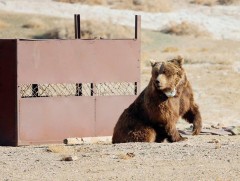 Мазаалай баавгайд сансрын дохиолол бүхий хүзүүвч зүүлээ