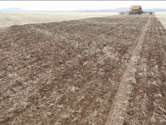 Манай улс жилд 310 мянган тонн улаанбуудай хэрэглэдэг