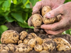 “Гала”, “Импала” сортын 3-5 мянган тонн үрийн төмсийг тариаланчдад зээлийн нөхцөлөөр нийлүүлнэ 