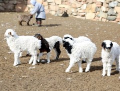 Улсын хэмжээнд 4,2 сая мал төллөж, бойжилт 98.9 хувьтай байна