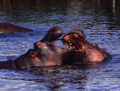 Колумб улс усны үхрийн тоо толгойг бууруулах арга хэмжээ авахаар хэлэлцэж байна