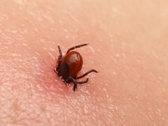 Хачгаар дамжих халдвараас сэргийлье