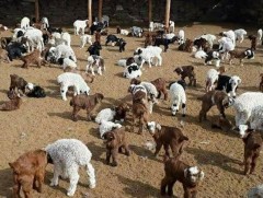 Улсын хэмжээнд 4.2 сая төл хүлээн авч, бойжилт 99.0 хувьтай байна