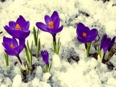 Ханш нээх өдөр зарим хилийн боомт амарна