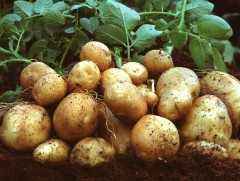 Хүнсний ногооны үйлдвэрлэлийг өргөжүүлнэ