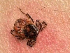 Малын хачиг нь 3 дугаар сарын сүүлчээс идэвхждэг