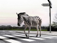 Зебра гарцын тухай...