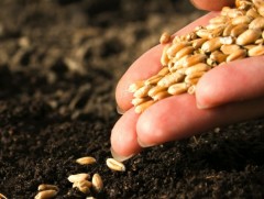 Үрийн улаанбуудайн нөөцийн 84 хувийг ХАА-н биржээр арилжаалаад байна